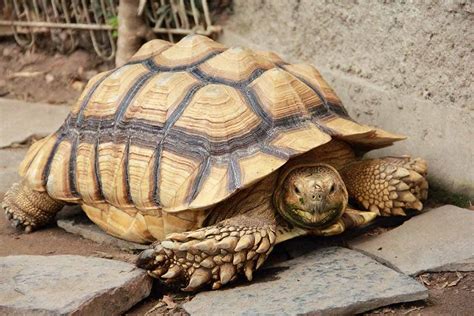 Sulcata tortoise care. Things To Know About Sulcata tortoise care. 